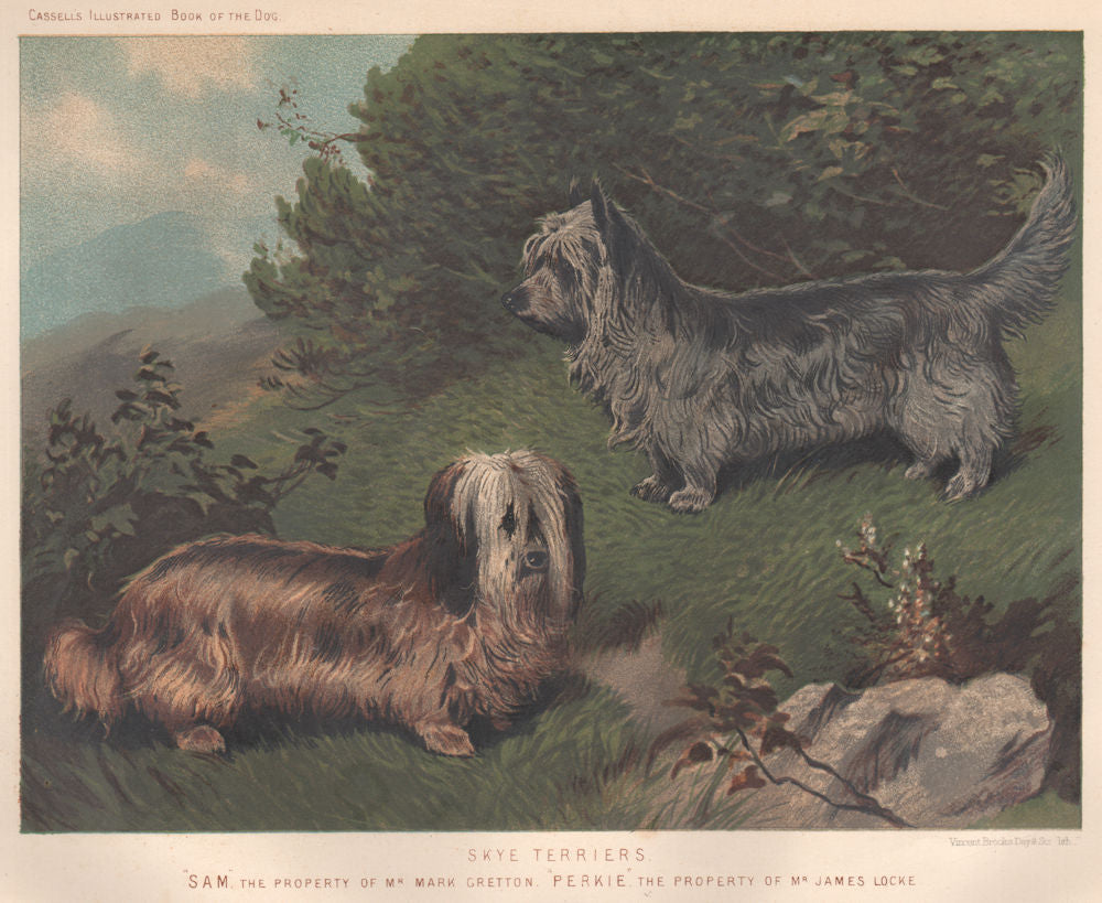 DOGS. Skye Terriers;